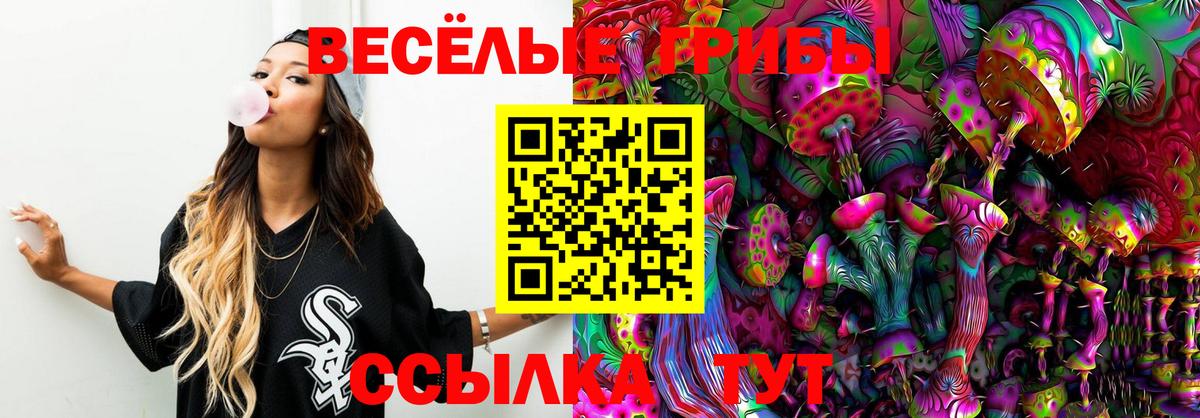Галлюциногенные грибы Psilocybe Курганинск
